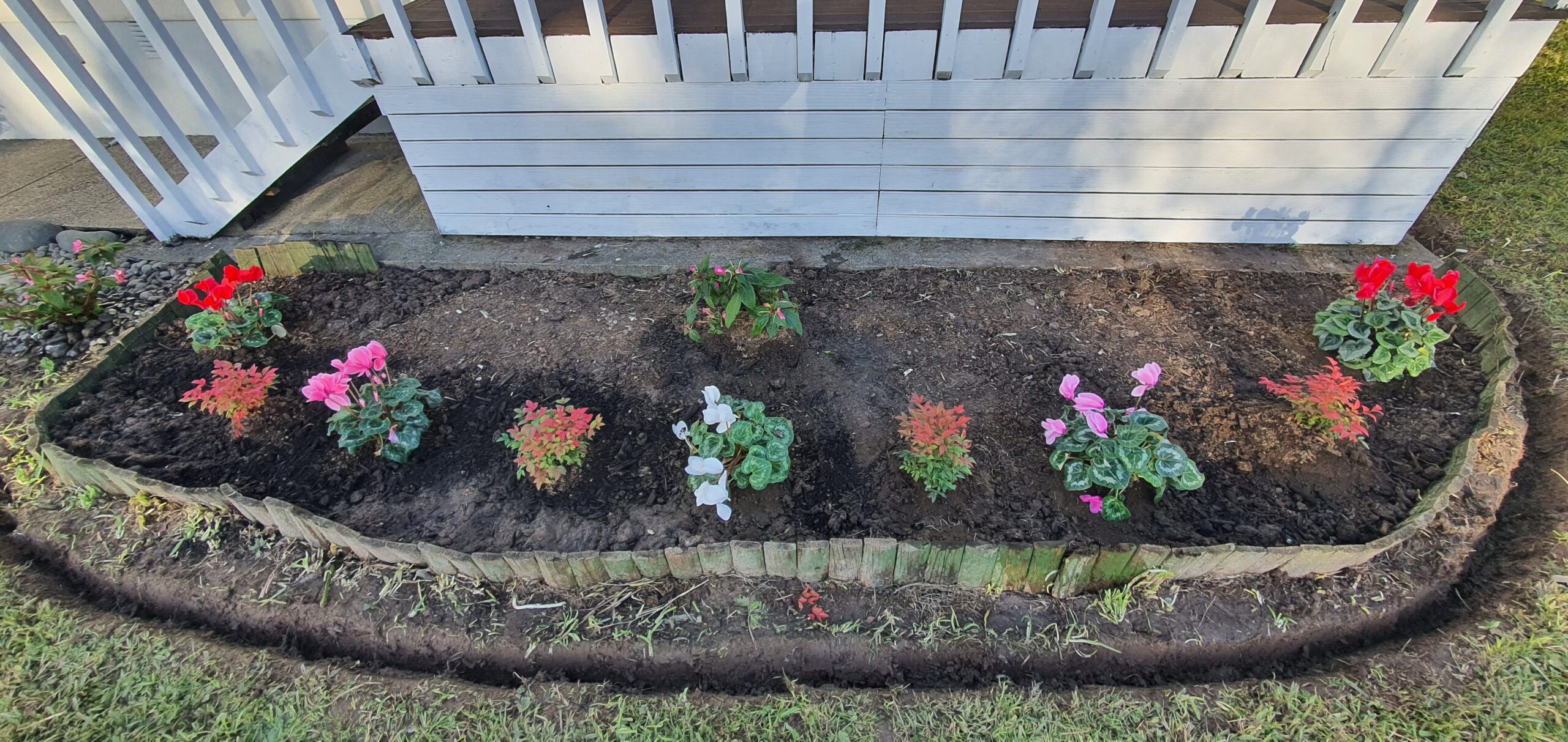 An overhead view of a newly planted flower bed bordered by wood logs at a home, featuring rows of vibrant red, pink, and white flowers in front of a white lattice fence.