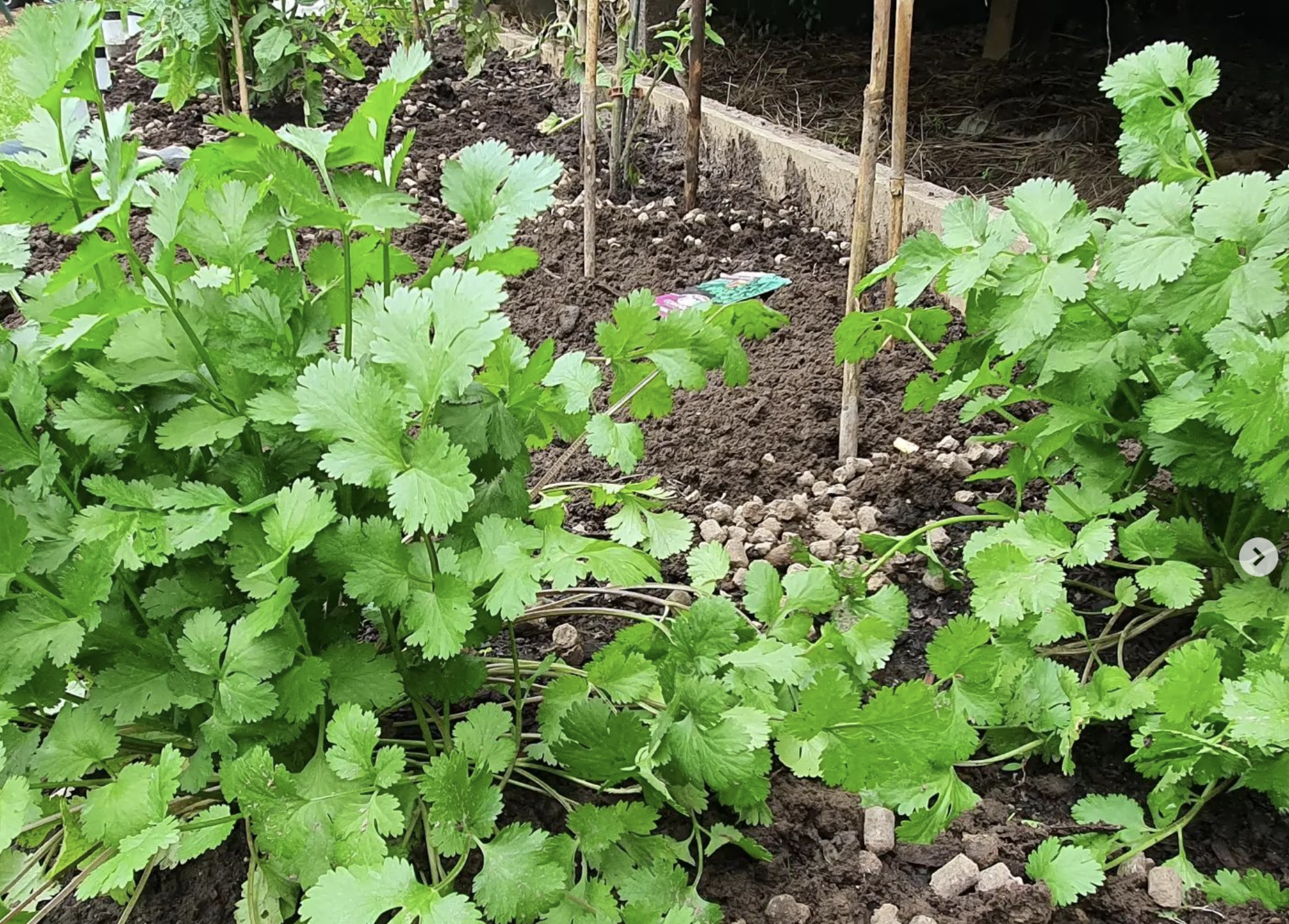 Rows of healthy celery plants growing in a home garden with rich, dark soil. The plants are green and lush, spaced out with wooden stakes supporting their growth.