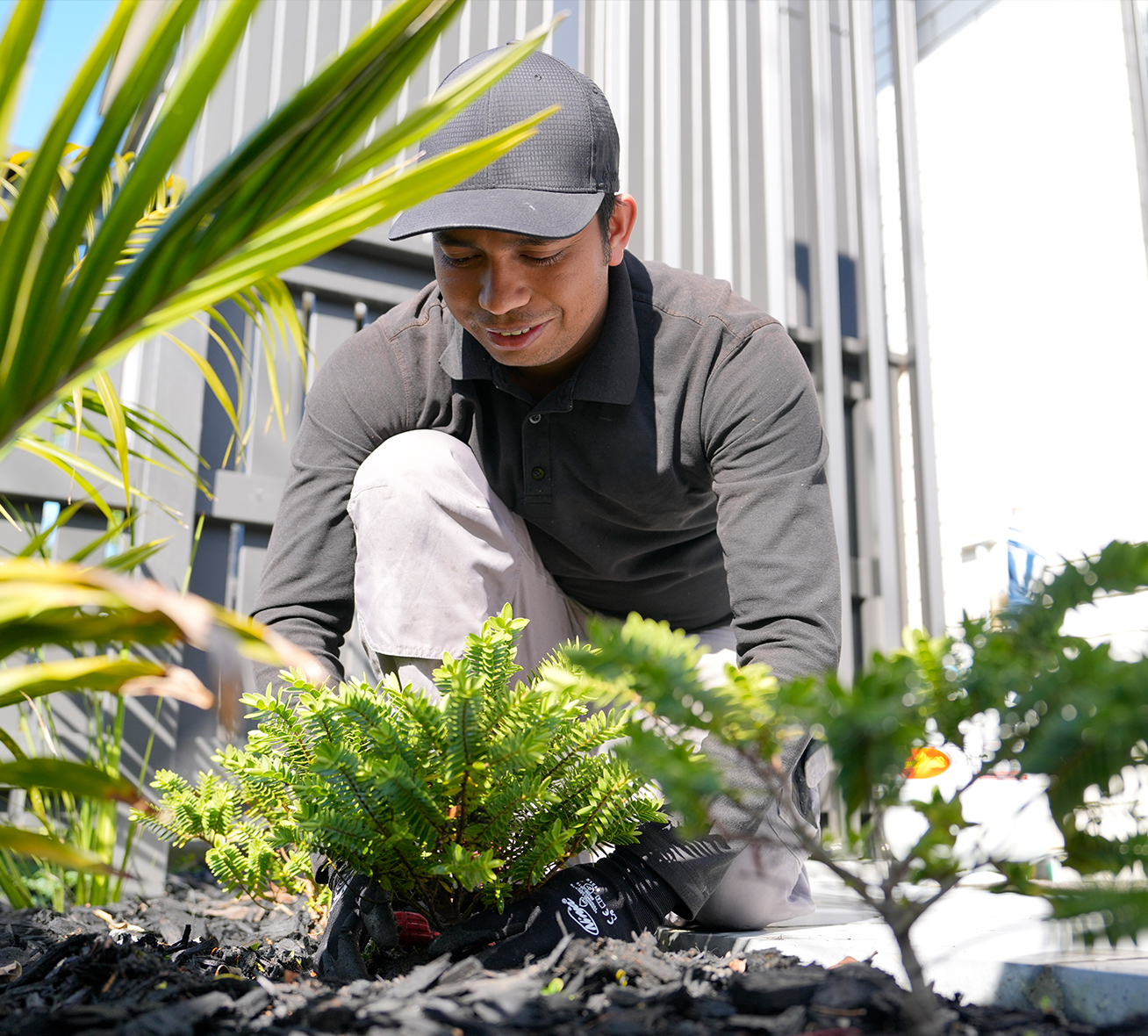 A man in a gray cap and shirt is kneeling and tending to a small fern in a home garden bed, with a focused expression, surrounded by lush greenery in a sunny setting.