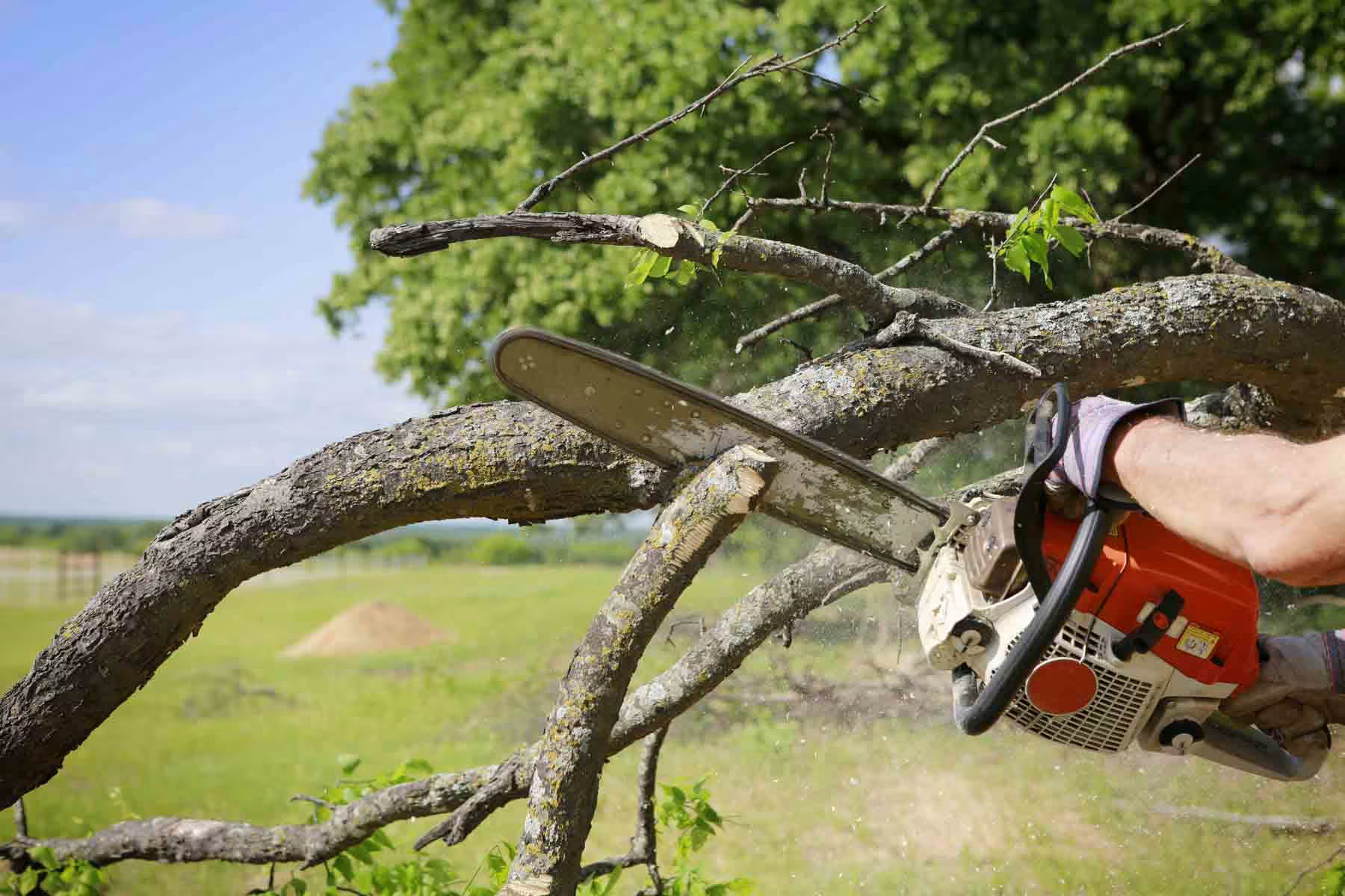 Tree Cutting