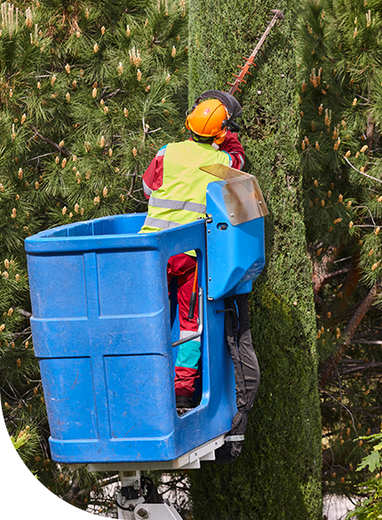 tree cutting 1